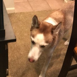 Meet your Posher, Justin